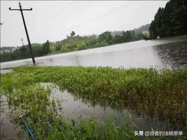 最新海竿钓鱼实战视频，深度探索海钓技巧与艺术的完美结合